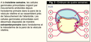 Embryology Online
